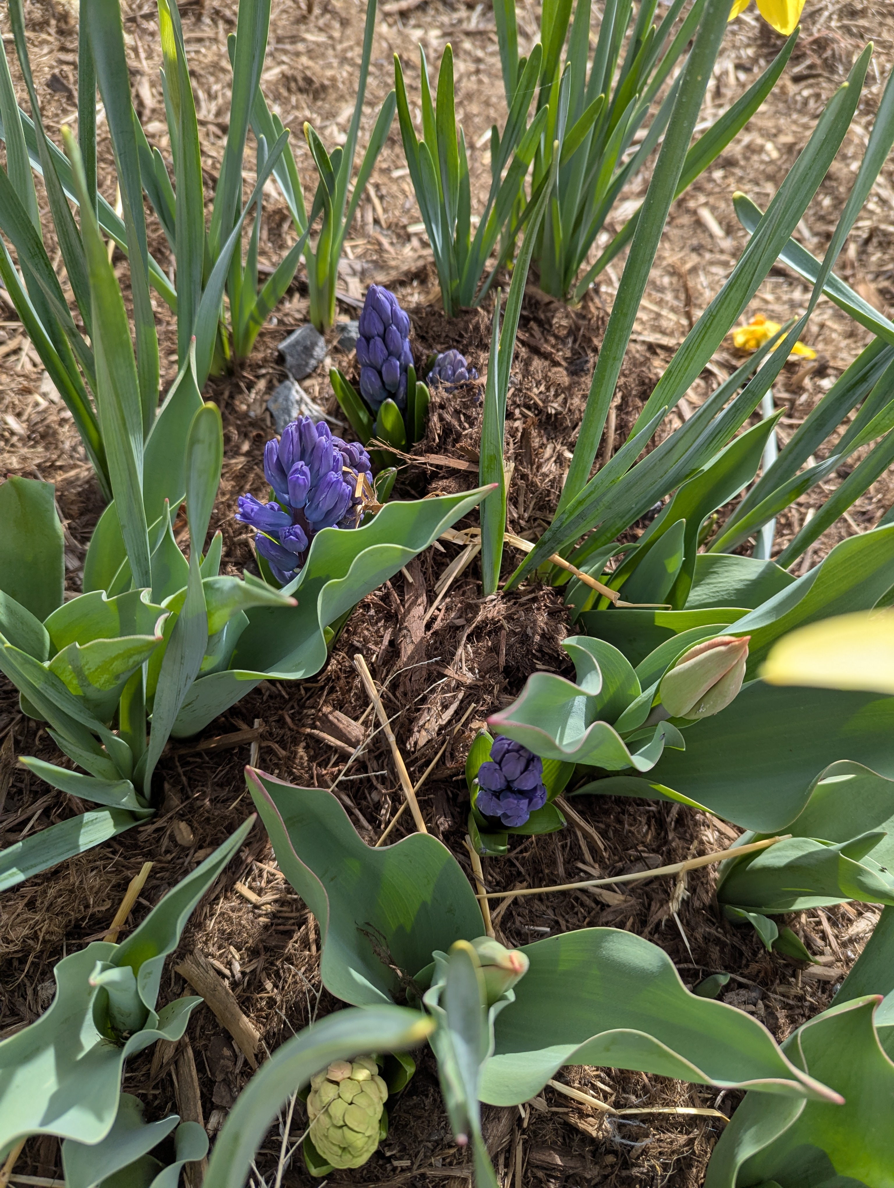Hyacinth, Morrison, Colorado